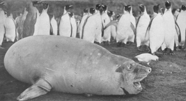 THE INHABITANTS OF THE PRINCE EDWARDS.