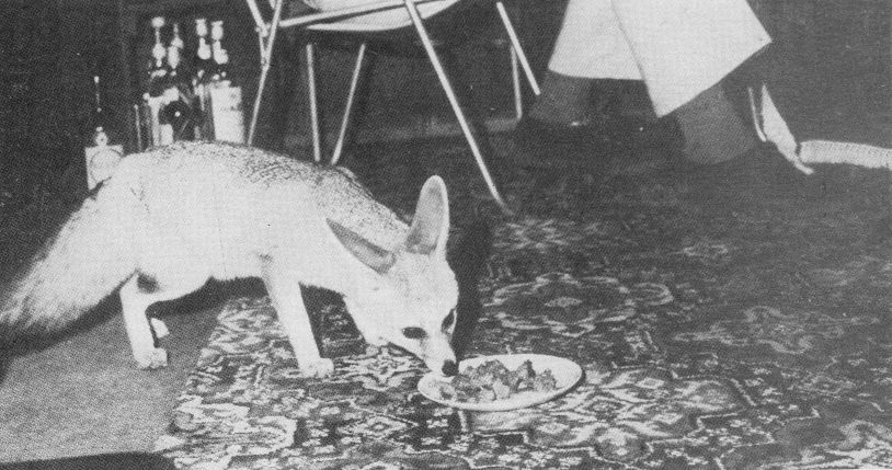Rommel, the desert fox