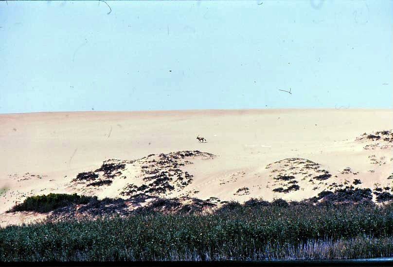 Lone gemsbok near waterhole